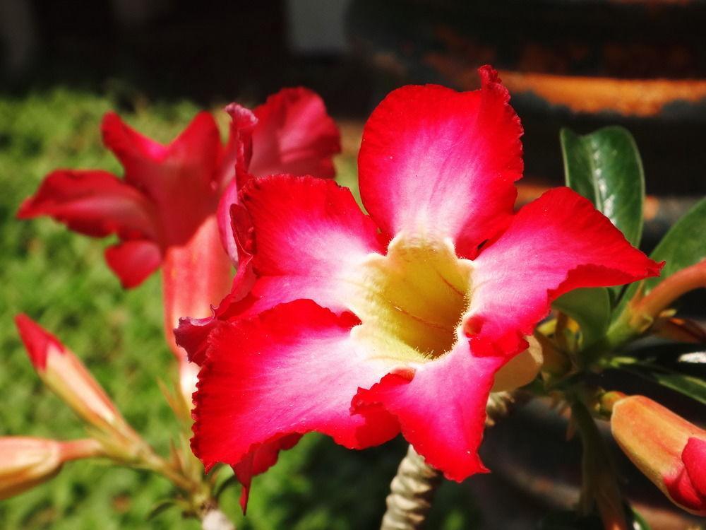 Stay With Me Guest House Chiang Mai Dış mekan fotoğraf